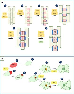 Update on stomata development and action under abiotic stress